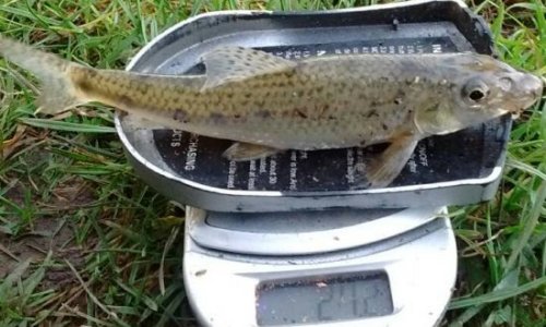 Gudgeon on scales