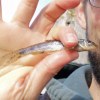 This 8.3g gudgeon meant entry to the Society for ScPh (Phil Scott). He caught it on the Grand Union between Apsley and Kings Langley in January 2021.