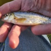 HiPe (Peter Hill) tempted this 27.9g lunker from the Grand Union at Cooks Wharf in mid-March 2021. It