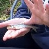 This fish enabled Chloe Whitehouse to become GUGGS member WhCh at the National Celebration of Young People and Angling on the Shropshire Union at Knighton in September 2021. Her best gudgeon was a cracking 21.0g fish which was considerably larger than anything that boyfriend LiKa (Kane Littlehales) managed!