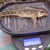 First gudgeon of 2022 for WiNe (Neil Williams), caught from the Grand Union Canal at Berkhamsted Bullbeggars. January 2022.