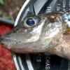 <i>Teofilo</i>, first fish of a GUGGS on the Road trip to the Shropshire Union for WiNe (Neil Williams) in May 2022. Caught at the northern entrance to Cowley tunnel, Gnosall.