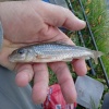 Another clonker caught next to the Market Drayton bypass by WiNe (Neil Williams) in October 2022. <i>Tupelo</i> pushed the specimen scales down to 39.0g.