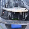 The second-smallest Society fish ever recorded, this 2.0g tiddler somehow managed to swallow a pinkie for WiNe (Neil Williams) at Ivinghoe bridge on the Grand Union canal in November 2022.  