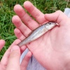 A trip to Cooks Wharf in September 2024 brought this gudgeon for Ben Dallas and enabled him to become Society member DaBe.